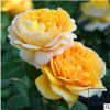 法國進(jìn)口香水切花月季花苗 查爾斯達(dá)爾文 花期長 盆栽月季