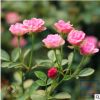 超微 新品微月花朵小多頭迷你盆栽四季開花陽臺月季花苗