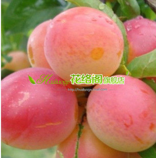 新品種李子樹[紅良錦]著多半紅霞.美麗嬌艷.果肉細嫩