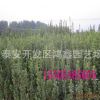 甘肅北海道黃楊樹基地 南方道路綠化苗木
