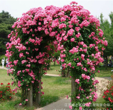 庭院可盆栽爬藤植物苗 薔薇苗 多花薔薇小苗 基地薔薇月季小苗