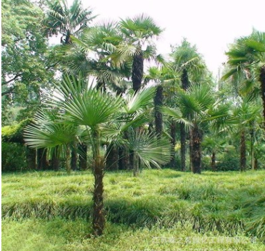 優(yōu)質(zhì)棕櫚樹苗 園林綠化苗木工程苗 棕櫚苗 基地工程綠化棕櫚