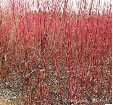 直銷(xiāo)工程綠化苗 紅瑞木小苗 又名紅馬球 規(guī)格全 叢生紅瑞木