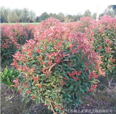 批發(fā)紅葉石楠苗 工程綠化喬木園林植物 紅葉石楠球