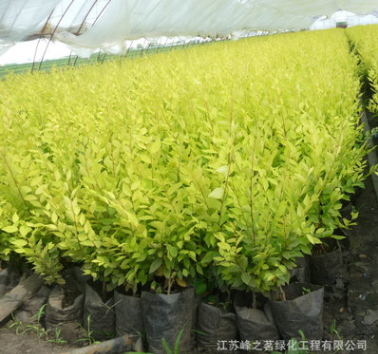 基地批發(fā)供應(yīng)庭院園林金葉榆樹苗花卉 園林綠化金葉榆小苗綠植