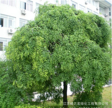 基地批發供應綠化園林垂槐樹苗 垂槐苗花卉 種植喬木花卉苗木