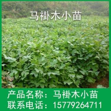 供應各種工程綠化小苗 量大優惠 優質 馬褂木樹苗