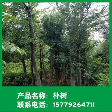 提供18-20公分叢生和多桿樸樹 苗木基地供應(yīng)樸樹批發(fā)