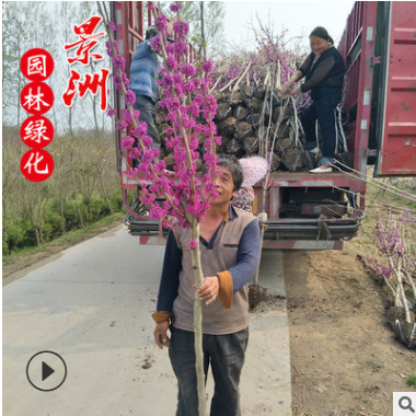 精品獨干紫荊 2-6公分獨干紫荊價格 叢生紫荊 獨桿紫荊基地直銷