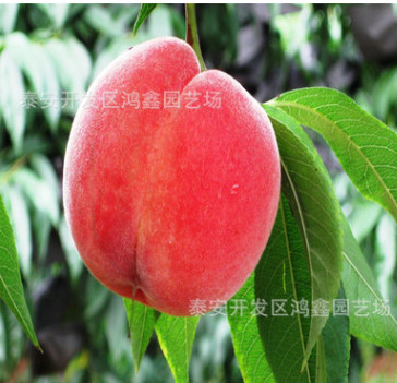 映霜紅桃樹苗批發價格 黑珍珠櫻桃苗