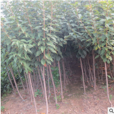 矮化櫻桃小苗批發價格 泰安矮化櫻桃樹苗 果樹苗木