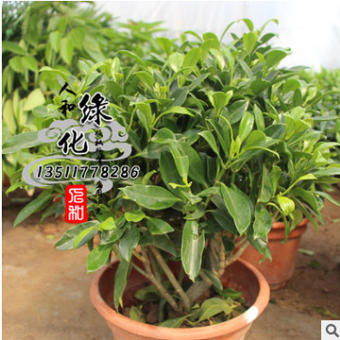 苗圃直銷非洲茉莉 盆栽批發 美觀大氣 規格齊全 非洲茉莉 現貨