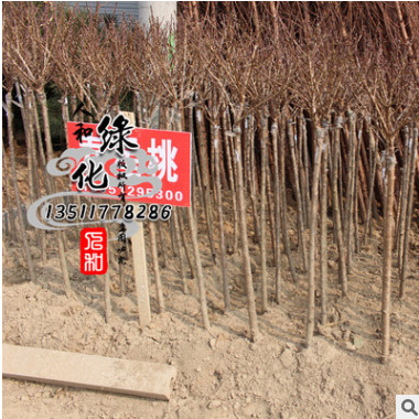 出售庭院觀賞花卉 壽星桃苗木 低價出售 來電購買 量大優惠