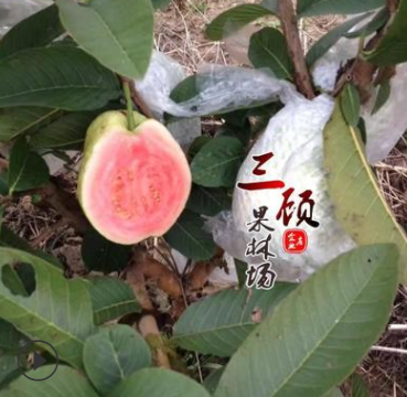 紅心芭樂番石榴苗 紅心番石榴果苗 臺(tái)灣紅心番石榴苗