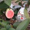 紅心芭樂番石榴苗 紅心番石榴果苗 臺灣紅心番石榴苗