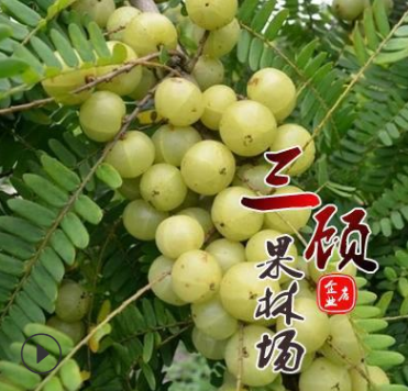 正宗油柑苗子嫁接果樹苗 牛柑子余甘果余甘子維生素果子南北果樹