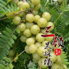 正宗油柑苗子嫁接果樹苗 牛柑子余甘果余甘子維生素果子南北果樹