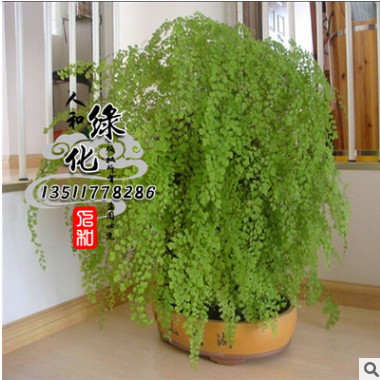 批發室內觀賞搭配植物花卉盆景盆栽 鐵線蕨 優質鐵線蕨 質優價廉