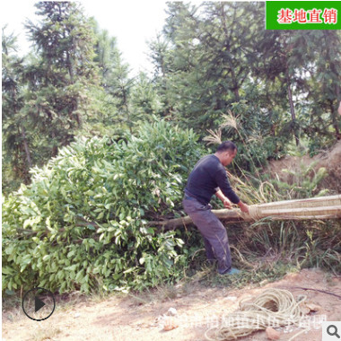批發(fā)香泡柚子樹 供應(yīng)園林工程綠化苗木精品常綠喬木 苗圃基地直銷