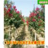 批發美國火紅紫薇樹 精品綠化造型苗木常綠喬木基地直銷 苗農種植