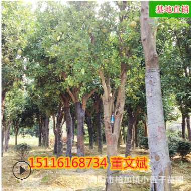 批發(fā)柚子樹香泡 精品綠化造型苗木苗農(nóng)種植常綠喬木 湖南基地直銷