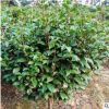 批發(fā)茶梅 精品庭院色塊苗20至30公分市政園林綠化苗木 基地直銷