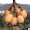 長期供應 枇杷樹苗 大紅袍枇杷苗 枇杷苗木