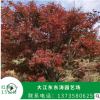 紅楓2一15公分 基地直銷優(yōu)質(zhì)紅楓 承接綠化工程批發(fā)配送