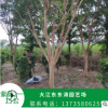 紫薇2-15公分 樹苗紅火箭紫薇苗紅火球百日紅紫薇樹小苗紫薇花