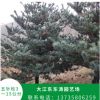 園藝場種植五針?biāo)蓸?行道綠化樹易栽培易管理量大從優(yōu) 園藝基地