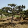 基地直銷(xiāo)道路綠化苗木油松苗 規(guī)格全 現(xiàn)挖現(xiàn)賣(mài) 行道綠化油松苗