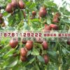 果樹苗 嫁接長紅棗樹苗 工程綠化用苗 產量高 好吃 沾化棗樹 冬棗