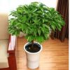 大型綠植平安樹盆栽大幸福樹客廳四季常青綠色植物花卉辦公室植物