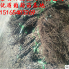 甜蜜藍寶石葡萄苗批發品質保證嫁接藍寶石葡萄苗供應成活率高
