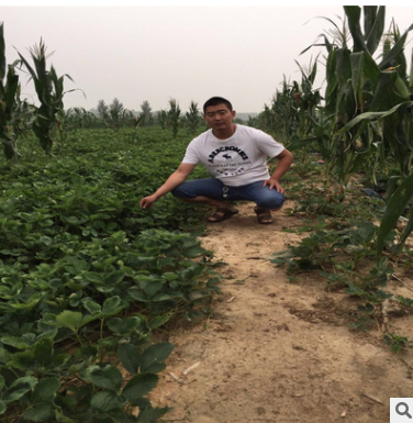 大棚奶油草莓苗出售佐賀清香草莓苗基地