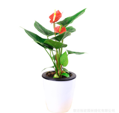 基地直銷發室內觀花植物 紅掌 花卉綠植盆栽紅掌