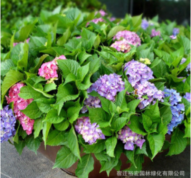 批發八仙繡球花苗 庭院盆栽花卉植物八仙花