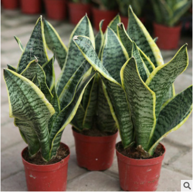 批發虎皮蘭室內盆栽 四季綠植虎皮蘭盆栽