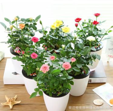 玫瑰花苗四季開花 切花玫瑰苗 綠植盆栽花卉庭院陽臺易種薔薇月季