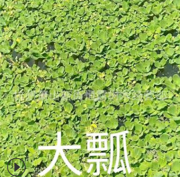 常年供應優(yōu)質(zhì)水生植物千屈菜 千屈草 價格低廉