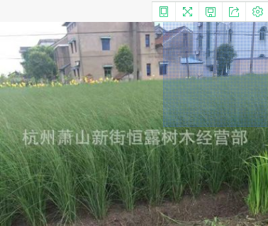 鳶尾 水生鳶尾藍花鳶尾 觀花植物 水生植物 凈化水質 河道綠化
