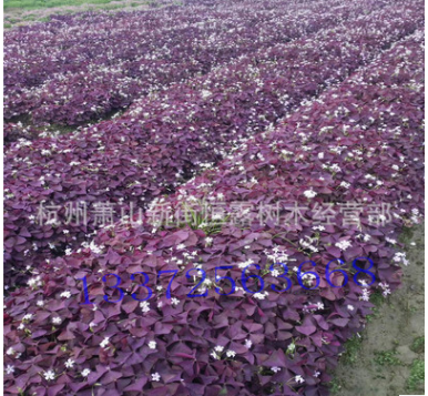 批發供應粉花酢漿草 醡漿草 品種齊全 量大從優 紫葉醡漿草
