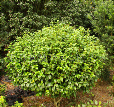 園林綠化苗木茶花樹 茶花樹價格 規格齊全 貨源充足