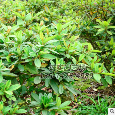杜鵑球出售 優質苗木現貨出售 苗圃基地直銷