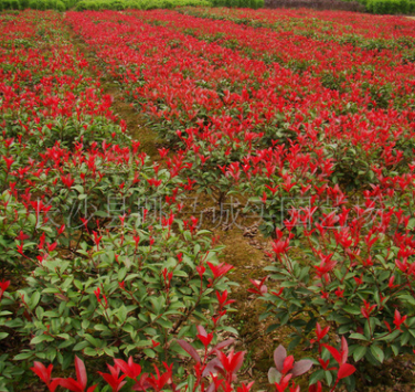 批發10~20公分 紅葉石楠苗 多規格 紅葉石楠小苗