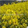 油菜花種子批發觀賞高產油菜籽種子 榨油油菜種子北方南方油菜花
