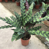 孔雀竹芋 貓眼竹芋植物盆栽桌面四季常青凈化空氣室內綠植花盆栽