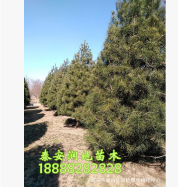 1米白皮松價(jià)格