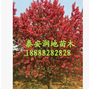 泰安12公分西府海棠價(jià)格