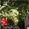 果樹苗木 開心果樹苗 渾子 當年結果 南北方種植 嫁接苗盆栽地栽